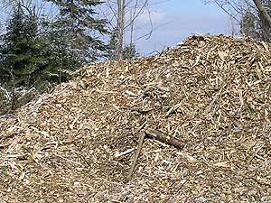 
While the wood fired plant would burn  specially grown trees, it would also be able to burn other waste material from other logging sites. (MPR photo/Bob Kelleher)