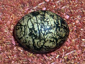 
The squiggly coloring on this rufous-backed shrike egg is from blood that accumulated in the shell as it formed.  It was collected in India in 1919.
   (Photo courtesy Carrol Henderson)