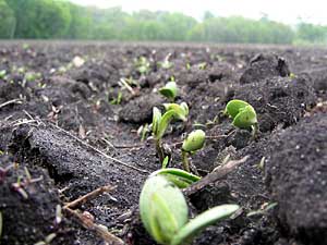 
These soybeans are just emerging in a farm field east of Glencoe, Minn.  Researchers say if soybean rust spores are in the area, this crop will get the disease first, alerting local farmers.  (MPR Photo/Tim Post)