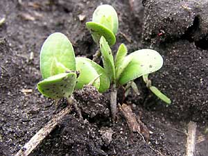
These seedlings are part of a "sentinel" plot to help detect soybean rust.  There are thousands of these types of plots in soybean growing states across the country.  (MPR Photo/Tim Post)