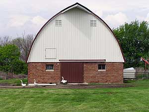
Geese walk in front of the barn on the Remmele farm.  John Remmele says the main reason he switched to organic production was because he didn't like working with farm chemicals.   (MPR Photo/Mark Steil)
