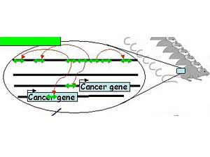 
Jumping DNA hops from one gene to the next. When it lands on a cancer-causing gene, it triggers a tumor which flags that defective gene for researchers. (Image courtesy of the University of Minnesota)