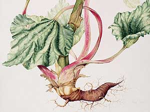 
Rhubarb, watercolor by Hillary Parker ((Weisman Art Museum))