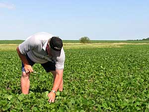 
Jim Nesseth in the field. Much of the job involves bending or kneeling to examine the plants. (MPR Photo/Mark Steil)