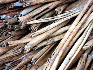 
The bark of a cinnamon tree is harvested by peeling it and drying it out. Cinnamon, particularly from trees native to China and Japan, has been used for hundreds of years for medicinal purposes. It's one of the components of Keishi bukuryo gan.  (Photo by Matt Humphrey, courtesy of Dracoherbs.com)
