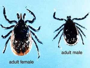 
Deer ticks, often no bigger than the head of a pencil, are the main carriers of Lyme disease to humans.  (Photo courtesy of the Lyme Disease Foundation)