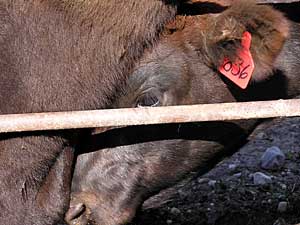 
Calves wait in a loading chute while officials from the 
Minnesota Board of Animal Health carefully document each animal. (MPR Photo/Dan Gunderson)