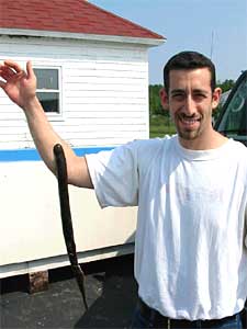 
A lamprey attaches itself to Jared Fine's arm. Lamprey suck the vital juices out of large fish; each one kills about 40 pounds of fish a year. (Photo courtesy Peter Sorensen)