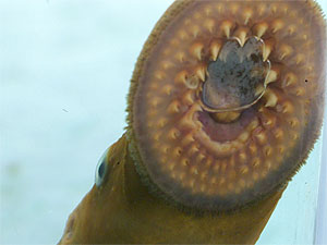 
The lamprey clamps on to fish with its circular, toothy mouth. (Photo courtesy Peter Sorensen)