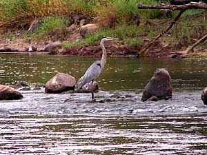
Local officials hope to have this stretch of the Mississippi River near Grand Rapids taken off the impaired waters list. (MPR Photo/Dan Gunderson)