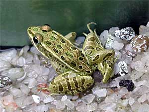 
This frog has deformed legs, and research conducted by a professor in California links such deformities to the use of atrazine, a common corn herbicide.  (Photo courtesy of MPCA)