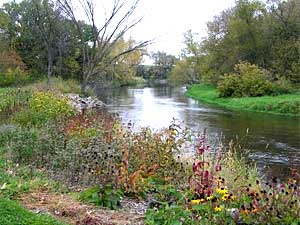 
Mary Hoppe's river garden, filled with plants native to Minnesota, keeps runoff from her land from entering the river.  It also prevents erosion, something that can pollute a river with sediment.  (MPR Photo/Tim Post)
