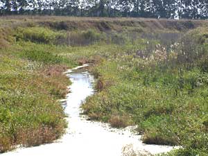 
Dave Zwach installed grass buffers more than 100 feet wide along this drainage ditch. (MPR Photo/Mark Steil)