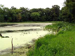 
This pond has extremely high levels of parasites and frog deformities. It's located just outside of the Twin Cities.

 (Photo Courtesy of Pieter Johnson, University of Wisconsin)
