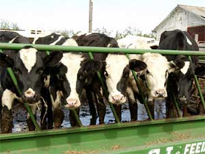 
 A lineup of cows wanting democracy on the farm.
 (Photo by Tony Nelson, courtesy of Frank Theater)