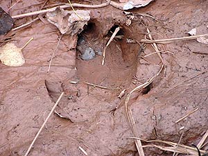 
The track of a pig's hoof print looks remarkably like that of a deer.  The main difference is in where the dew claw strikes the ground.  On a pig, the dew claw marks are shown splayed out to either side at the bottom of the print. (MPR Photo/Bob Kelleher)