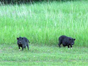 
These feral pigs were photographed in Manitowoc County, in far eastern Wisconsin.  (Photo courtesy of Wisconsin DNR)