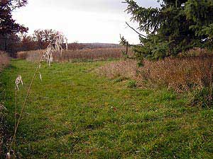 
This is the location on the Gjerdrum farm where Floyd was buried after dying of cholera. Donald Gjerdrum says most farm animals were sent to a rendering plant when they died.  He says his father buried Floyd as a sign of respect for the pig's role in the 1935 Minnesota-Iowa football game.   (MPR Photo/Mark Steil)