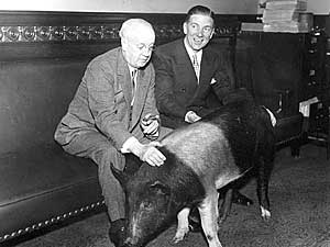 
Iowa Gov. Clyde Herring, left, settled his bet with Minnesota Gov. Floyd B. Olson by delivering a prize Iowa pig to the state Capitol, four days after the Gophers won the 1935 game.   (Photo courtesy of the Minnesota Historical Society)