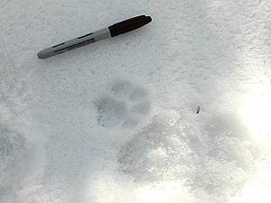 
A bobcat track was spotted near a box trap set for Canada lynx.  It's unknown if competition with bobcats plays a role in Canada lynx population in Minnesota.  Once trapped for their fur, lynx were believed extirpated until just a few years ago.  Now, as many as 400 wander Northeast Minnesota. (MPR Photo/Bob Kelleher)