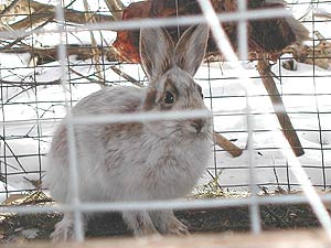 
A hare caught in a lynx trap. Researchers set box traps to catch lynx, which are measured and collared for further study.  This box trap held a surprise - a snowshoe hare: the lynx favorite prey. (MPR Photo/Bob Kelleher)