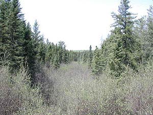 
Minnesota's forests are already changing.  Some experts say Minnesota could be more like Nebraska as climate change progresses. (MPR file photo)