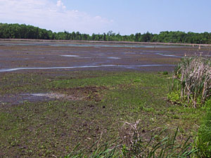 
The same area is shown after the wetland was drained. (Photo courtesy of the Minnesota Center for Environmental Advocacy)