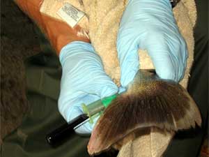 
Oliaei and DNR staffers took blood tests of fish in the Mississippi River near the 3M plant in Cottage Grove in October 2005. The tests revealed higher levels of PFOA chemicals than had previously been found in any organisms. (Photo courtesy of Fardin Oliaei)